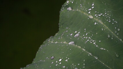 Water droplets on taro leaves. Green and fresh.