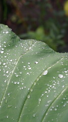 Water droplets on taro leaves. Green and fresh.