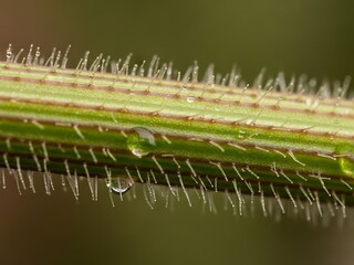 Fototapeta premium Detailed close-up of a plant stem, showcasing intricate textures and waterdrops
