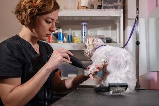Dog Grooming Session at a Pet Salon
