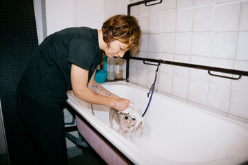 Dog Grooming in a Modern Bathroom at a Pet Care Facility