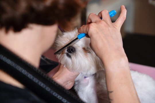 Grooming a Small White Dog in a Professional Salon Setting