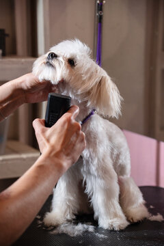 Dog Grooming Session at a Pet Salon With a White Maltese