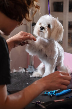 Grooming a Small Dog in a Pet Salon During the Afternoon