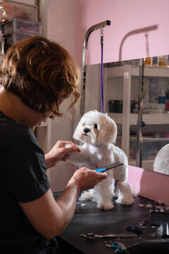 Maltese Dog Grooming Session in a Vibrant Pet Salon