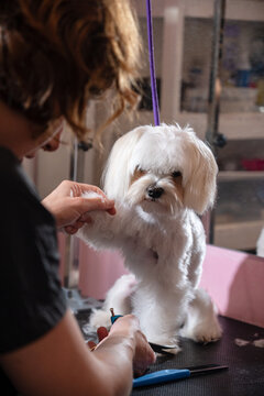 Grooming a Small White Dog in a Pet Salon During Daylight Hours