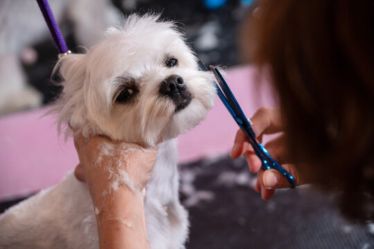 Dog Grooming Session Featuring a Small White Dog in a Salon