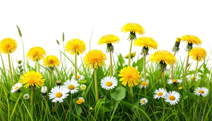 A vibrant row of dandelions and daisies growing in green grass against a black backdrop