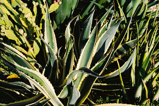 Agave americana