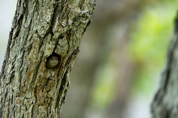 Fototapeta premium Northern House Wren Nesting in Tree Cavity, Black Canyon of the Gunnison National Park, Colorado