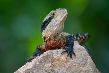 Eastern water dragon (Intellagama lesueurii) basking in the sun, Lane Cove, Sydney, Australia.