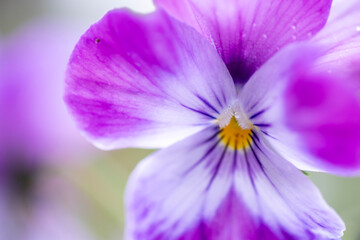 Viola Flower from the Violet Family, Symbol of Family Happiness
