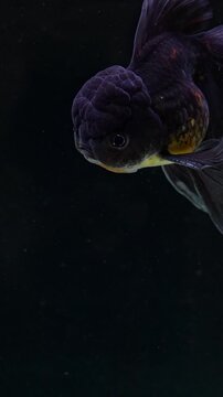 Black oranda goldfish swimming downward in aquarium