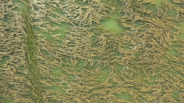 Aerial drone of Sea surface with algae and seaweed.