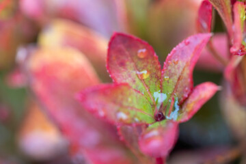 Close-Up of Rain-Soaked Euonymus Leaves in Autumn