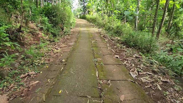 Forest walkway with stone slabs and scattered dry leaves. Woodland path perspective surrounded by tall trees and shrubs. Nature trail on paved blocks through quiet green jungle. Shaded lane in tropica