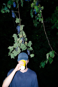 Person drinking from cup beneath hanging grape clusters at night
