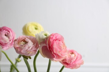Fototapeta premium Beautiful ranunculus flowers on light background, closeup. Space for text