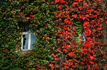 Vibrant autumn leaves cover a window on an old stone building 