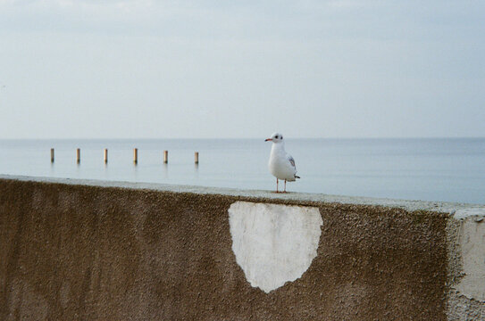 Seagull standing on a seaside wall with calm water