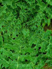 Fresh Green Clover Leaves with Morning Dew