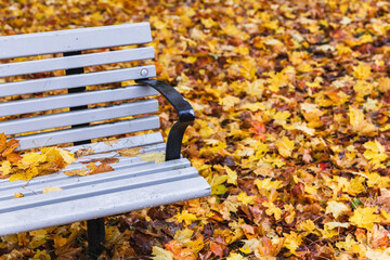 Autumn Scene with Park Bench and Yellow Leaves