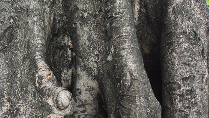 Tree trunk with an odd shape. Close-up of the knotted wood.