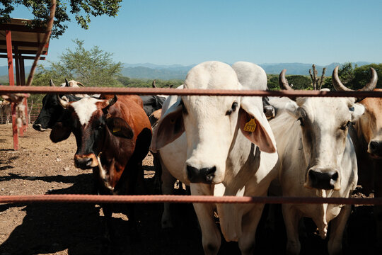 Closeup photo of white bull and cows