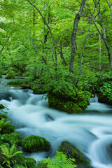 Obraz premium 初夏の奥入瀬渓流