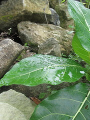 a wild plant whose name is unknown grows on a pile of rocks