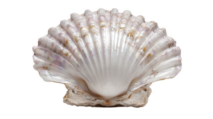 Scallop seashell showing iridescent mother of pearl texture with ribbed surface, marine mollusks and ocean life