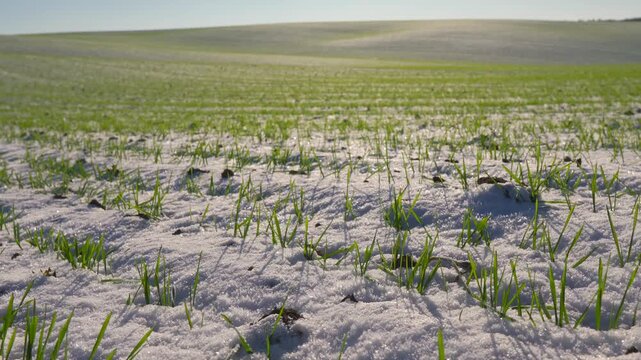 Green grass peeks through snow in a field under a bright sky in spring. The scene shows the contrast between winter and the arrival of warmer weather