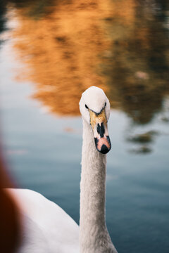 Close-up portrait of a swan
