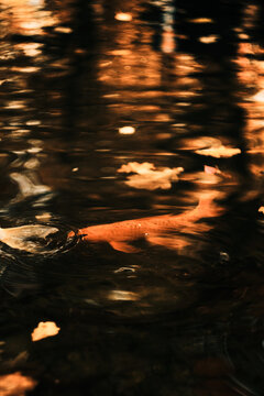 Golden koi in warm autumn reflections