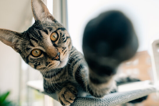 Curious Cat Stretching Its Paw Towards the Camera Indoors