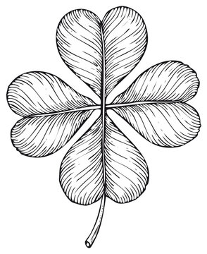 Detailed hand drawn four leaf clover sketch Black and white line art of a good luck symbol