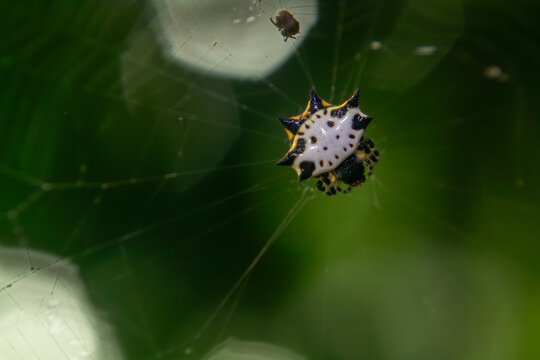 Macro close-up of a spiny orb weaver spider hanging on delicate web with green blurred background. Detailed arachnid texture, exotic wildlife insect concept in nature.