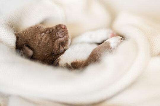 sleeping kelpie x collie 