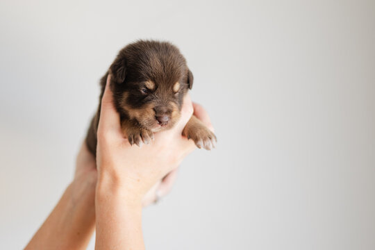 3 week old kelpie x collie puppy