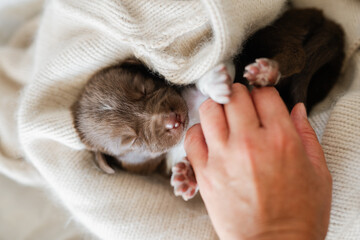 3 week old puppy belly tickles