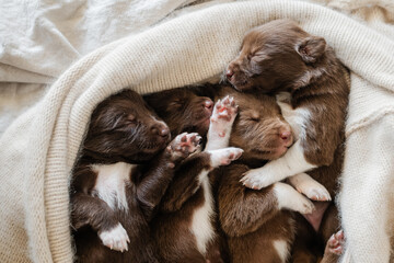 3 week old kelpie x collie puppies
