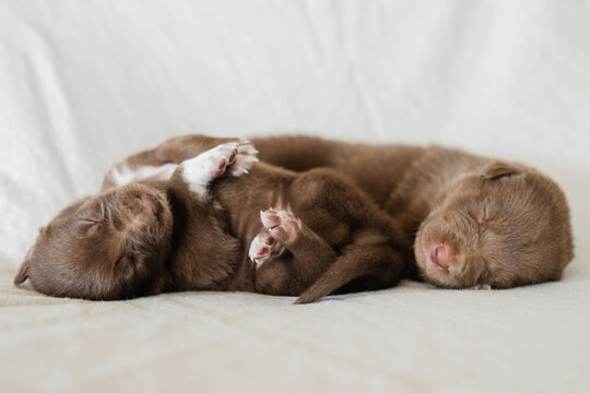 3 week old kelpie x collie puppies