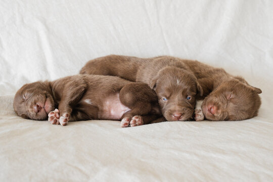 3 week old kelpie x collie puppies