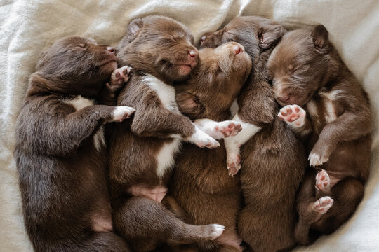 litter of kelpie x collie puppies