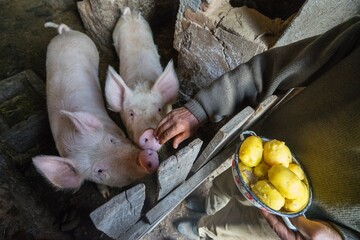 Family pigs get their meal by farmer