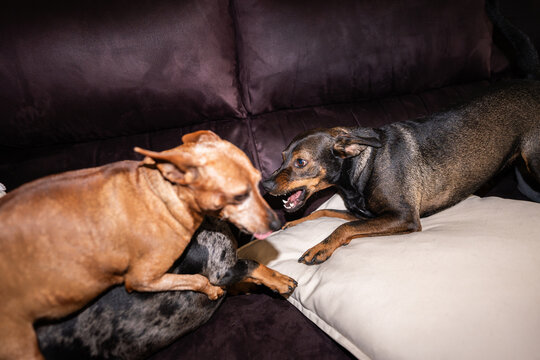 Dogs snarling and growling during a domestic conflict