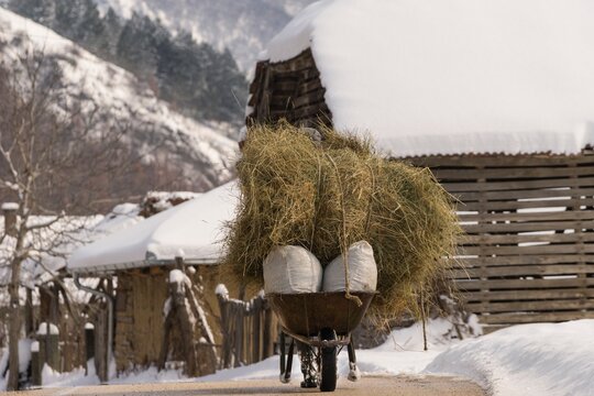 Feeding Livestock in Winter
