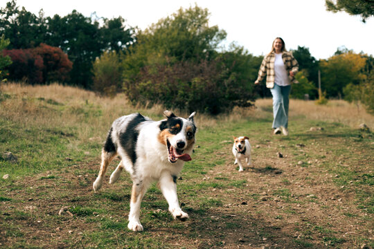 Middle-aged woman with her pets dogs in the autumn forest.