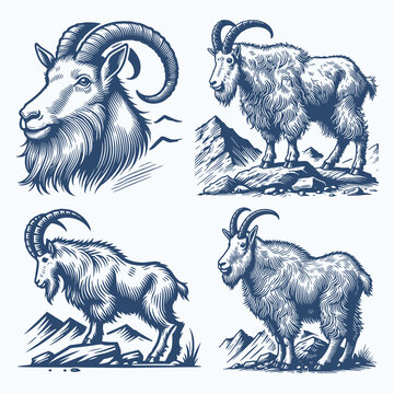 Hand Drawn Mountain Goat Vector Set in Vintage Engraving Style