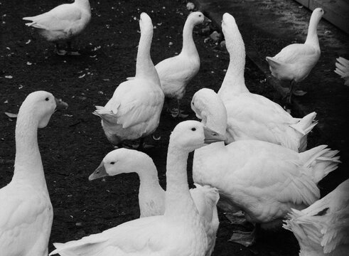 Group of white ducks gathered in a farm setting during the day